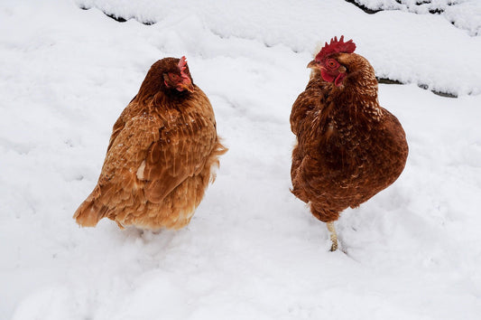 Preparing for the Upcoming Cold Snap