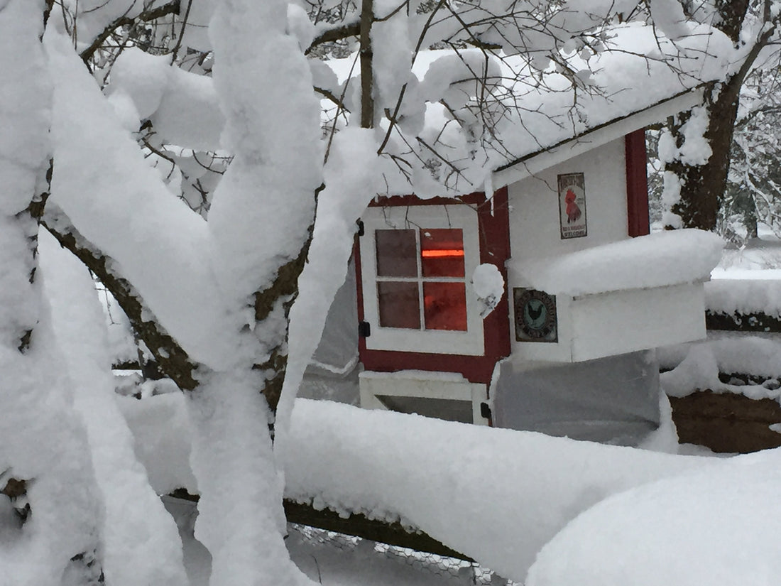 Winterizing Your Coop and Flock