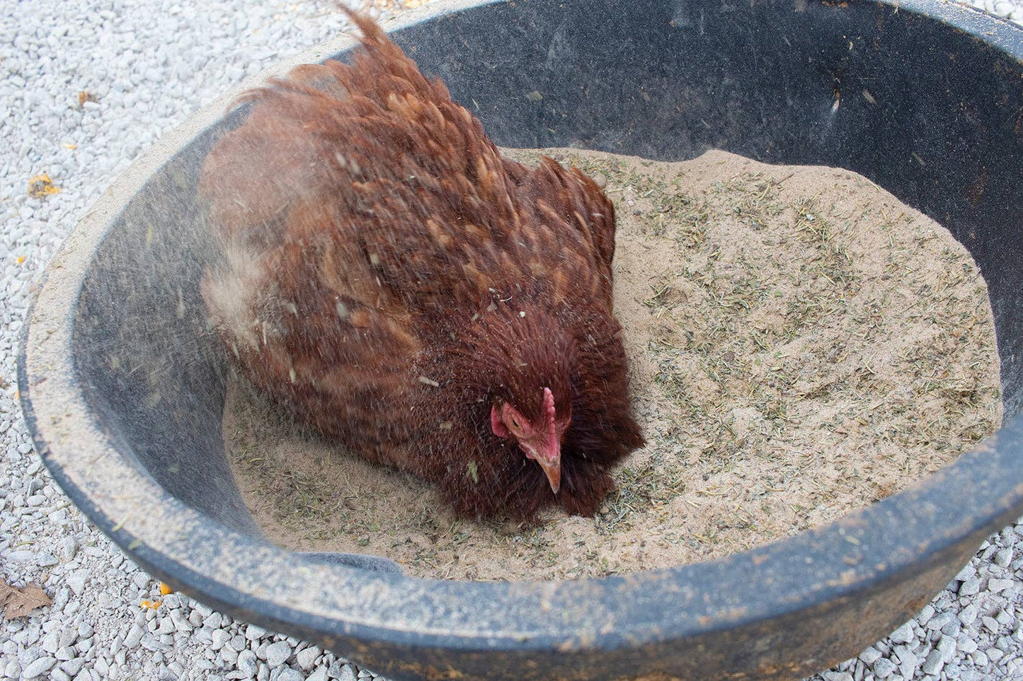 Bathing Dust with Herbs – Mite Prevention for Chickens (5 lb Canister)