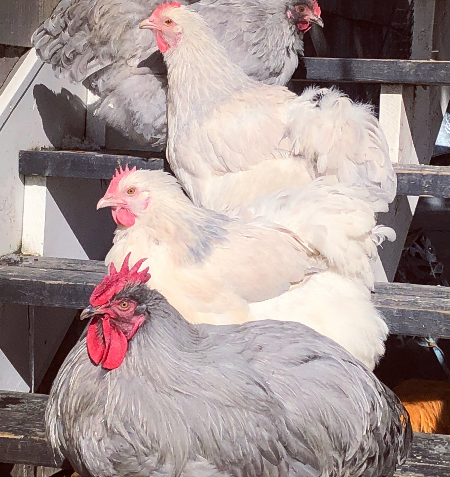 Orpington (English) -Vaious colors: Chicks