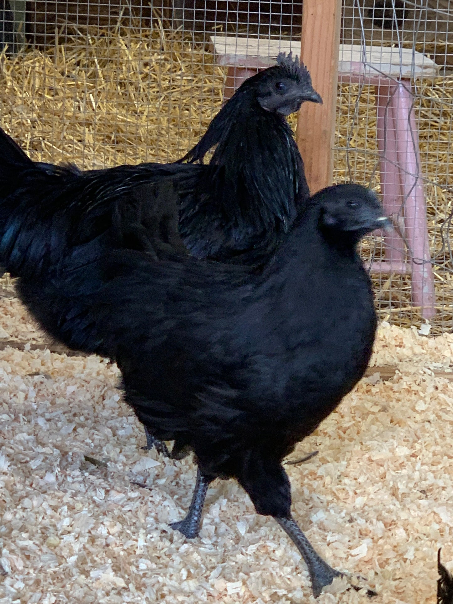 Ayam Cemani - Straight Run Chicks