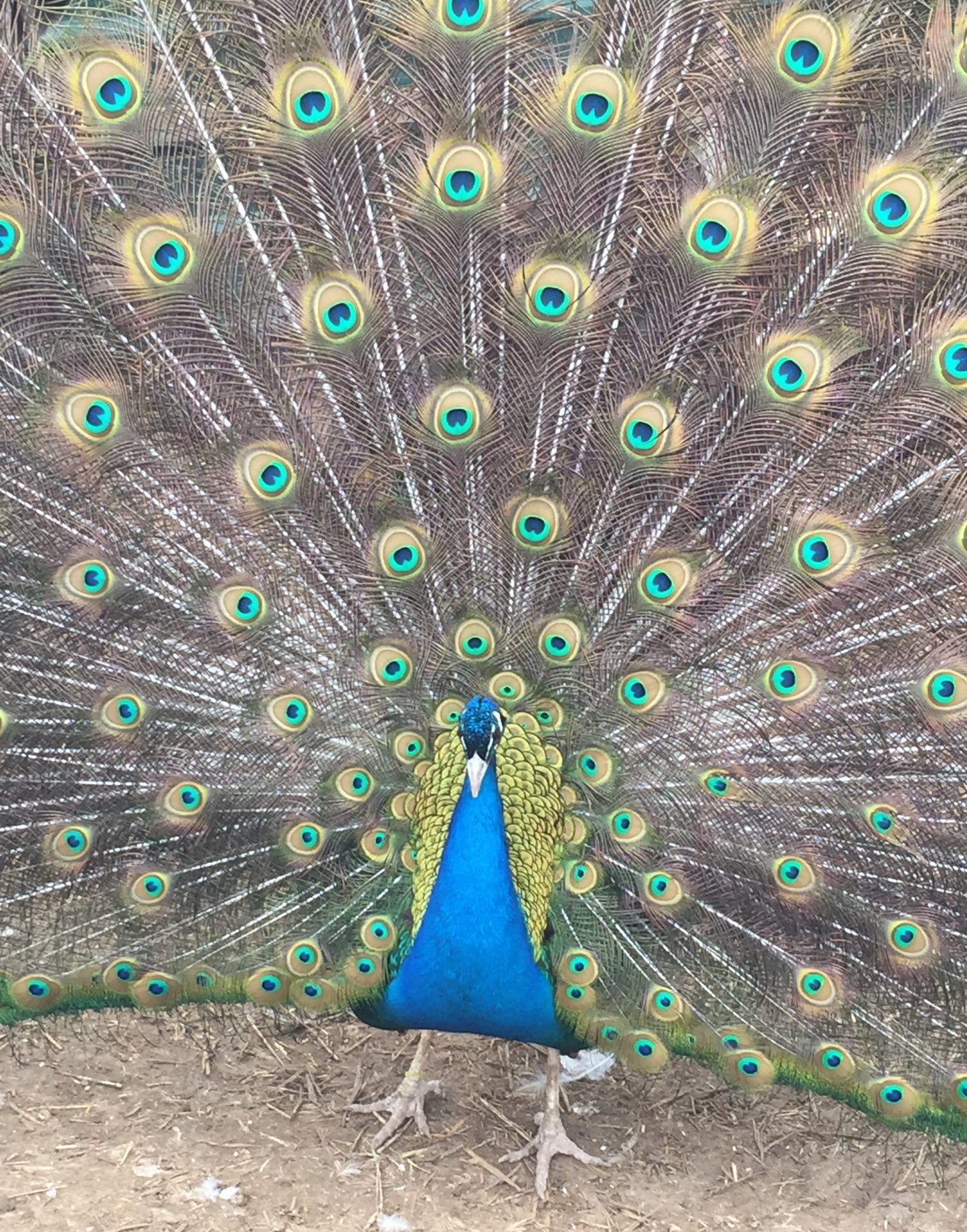 India Blue Peafowl