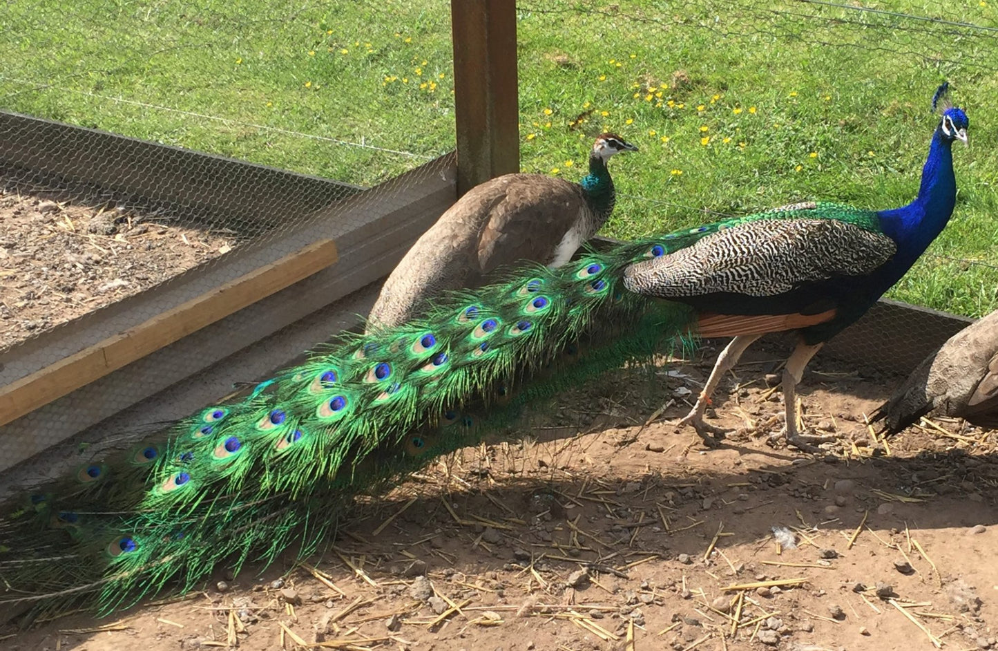 India Blue Peafowl