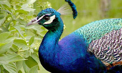 India Blue Peafowl