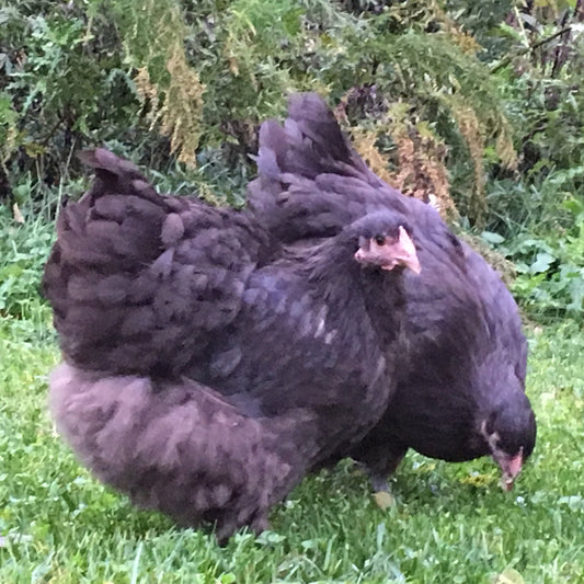 Orpington (English) - Chocolate (Pullet)