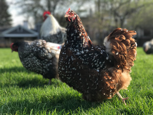 Orpington (English) - JUBILEE - Pullet