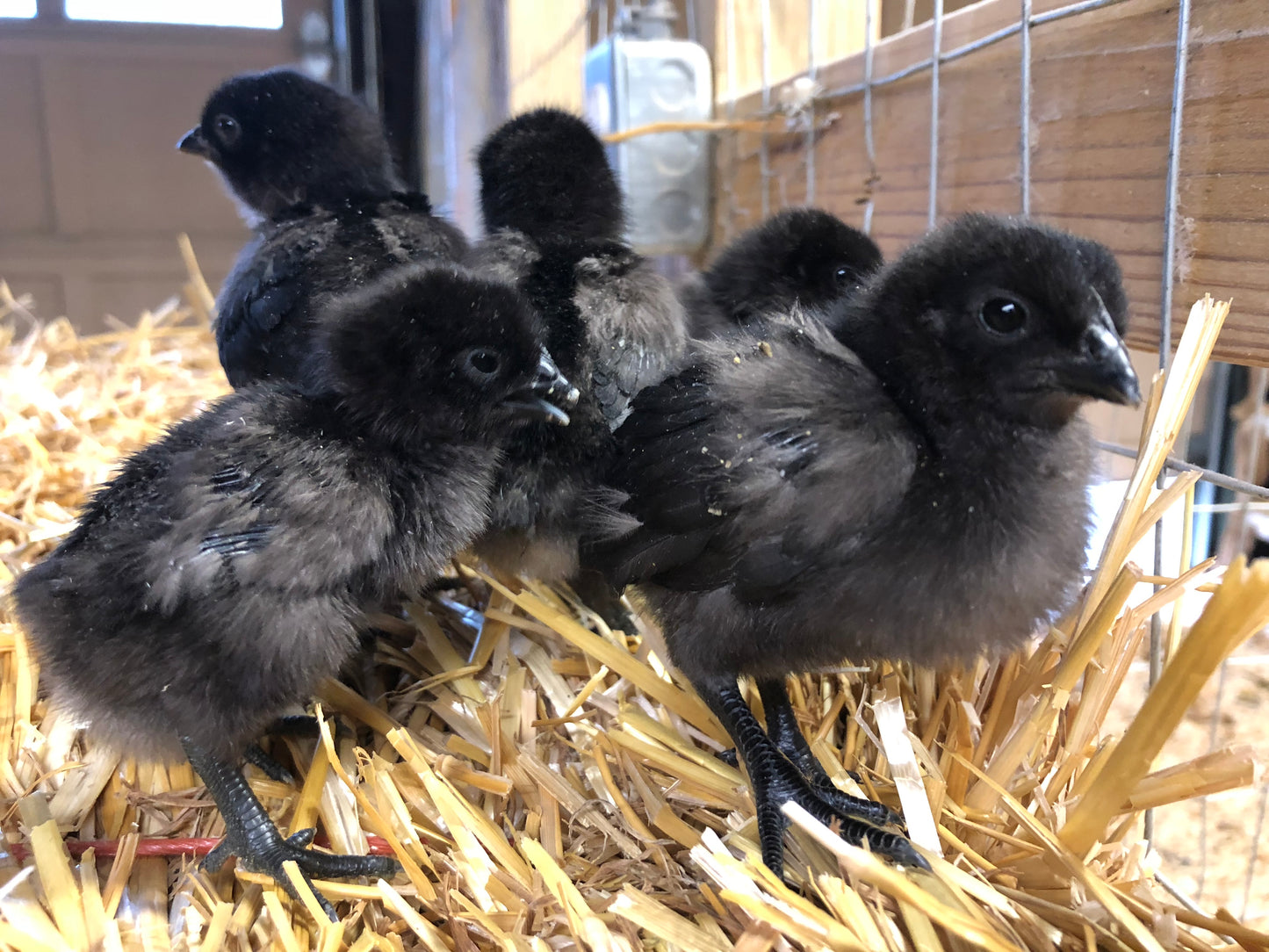 Ayam Cemani - Straight Run Chicks