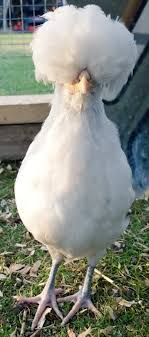 Polish (pullet)