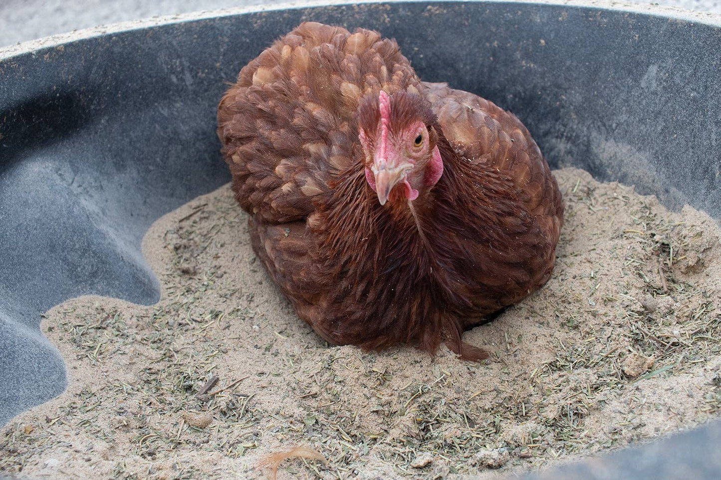 Bathing Dust with Herbs – Mite Prevention for Chickens (5 lb Canister)