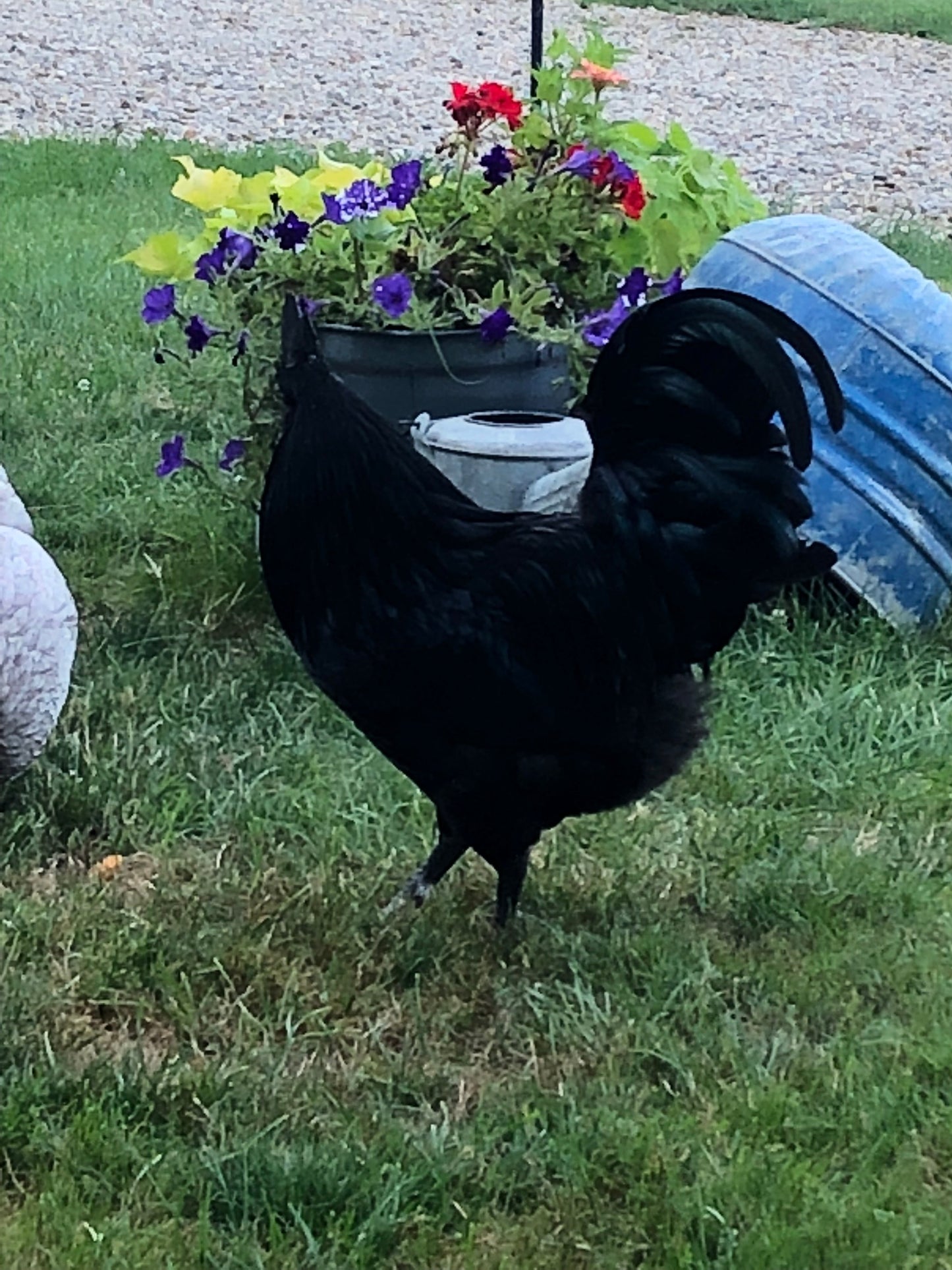 Ayam Cemani -