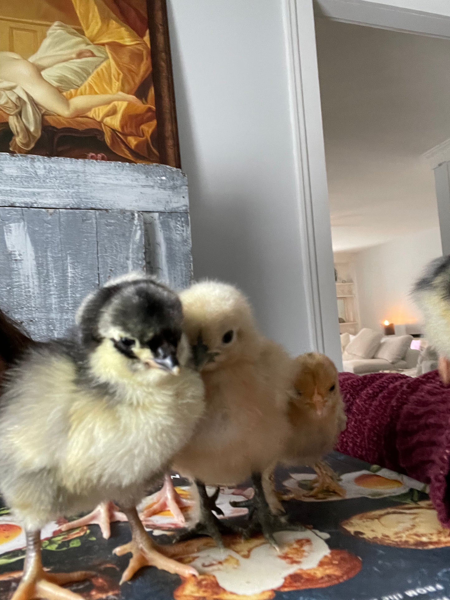 Whiting True Blue (Female Chick)