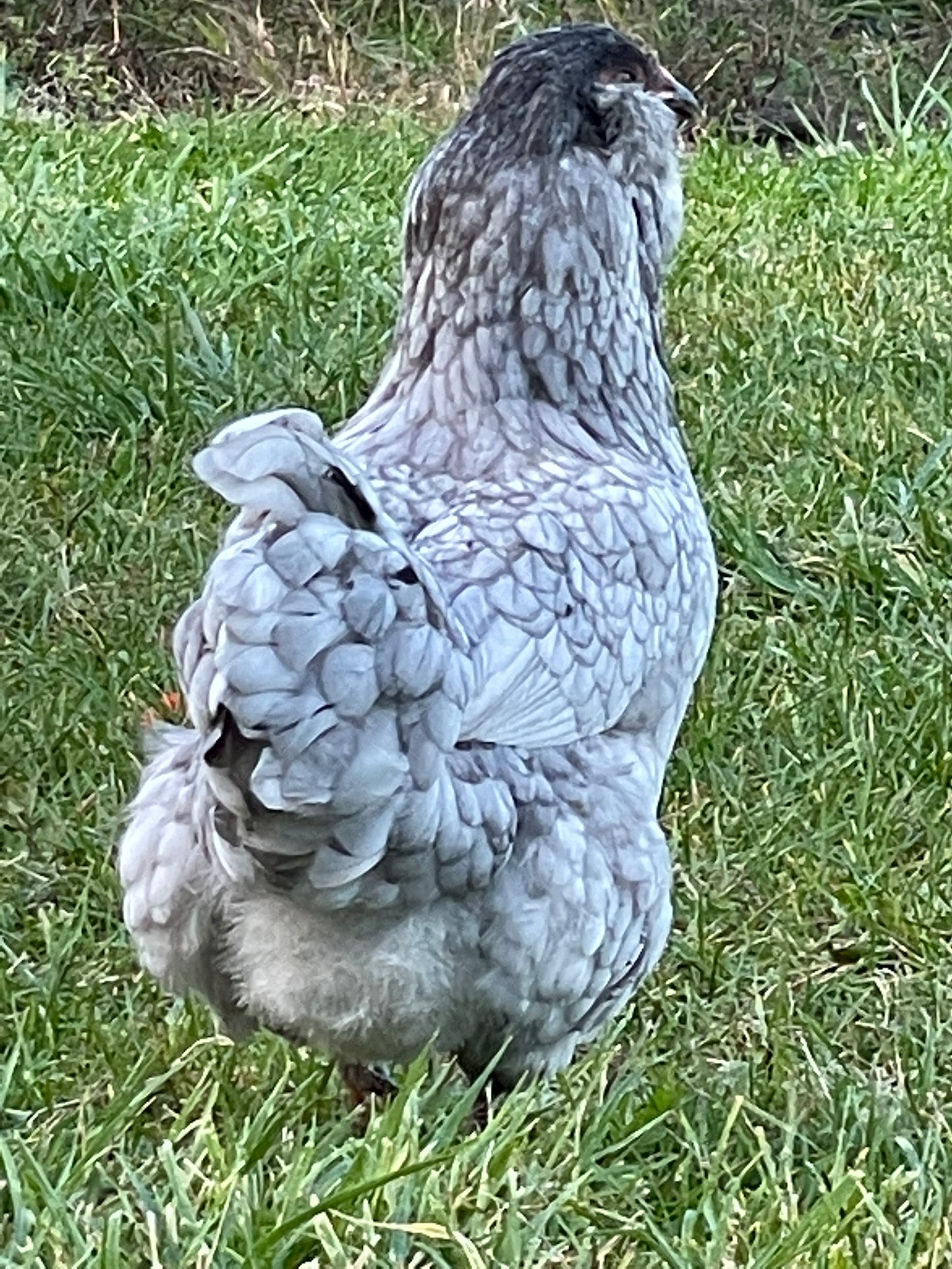 Ameraucana (Pullet)