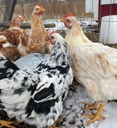 Flock Care & Maintenance