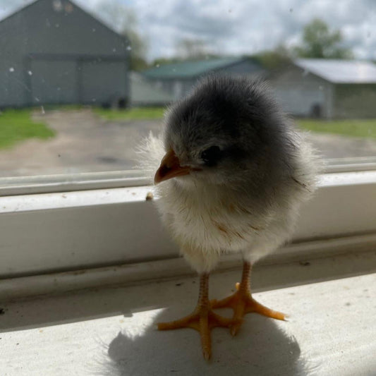 Orpington (English) - Lavender (Female Chick)