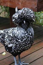 Polish (pullet)