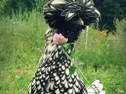 Polish (pullet)