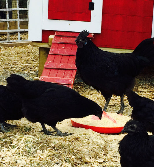 Ayam Cemani breeding pair