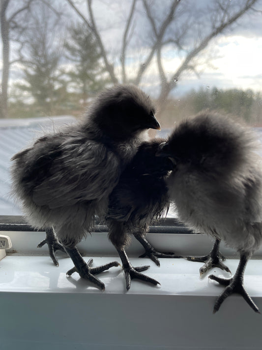 See our Rare Beauties~