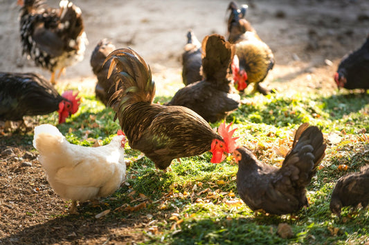 Healthy Hens, Happy Days: Your Guide to a Happy, Healthy Flock All Winter Long