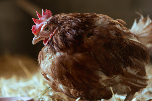 So You Have a Broody Hen, Now What?
