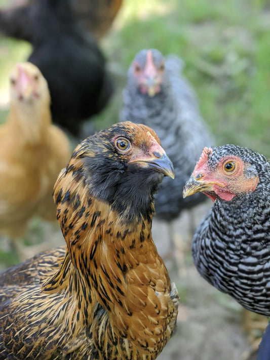 National Bird Feeding Month