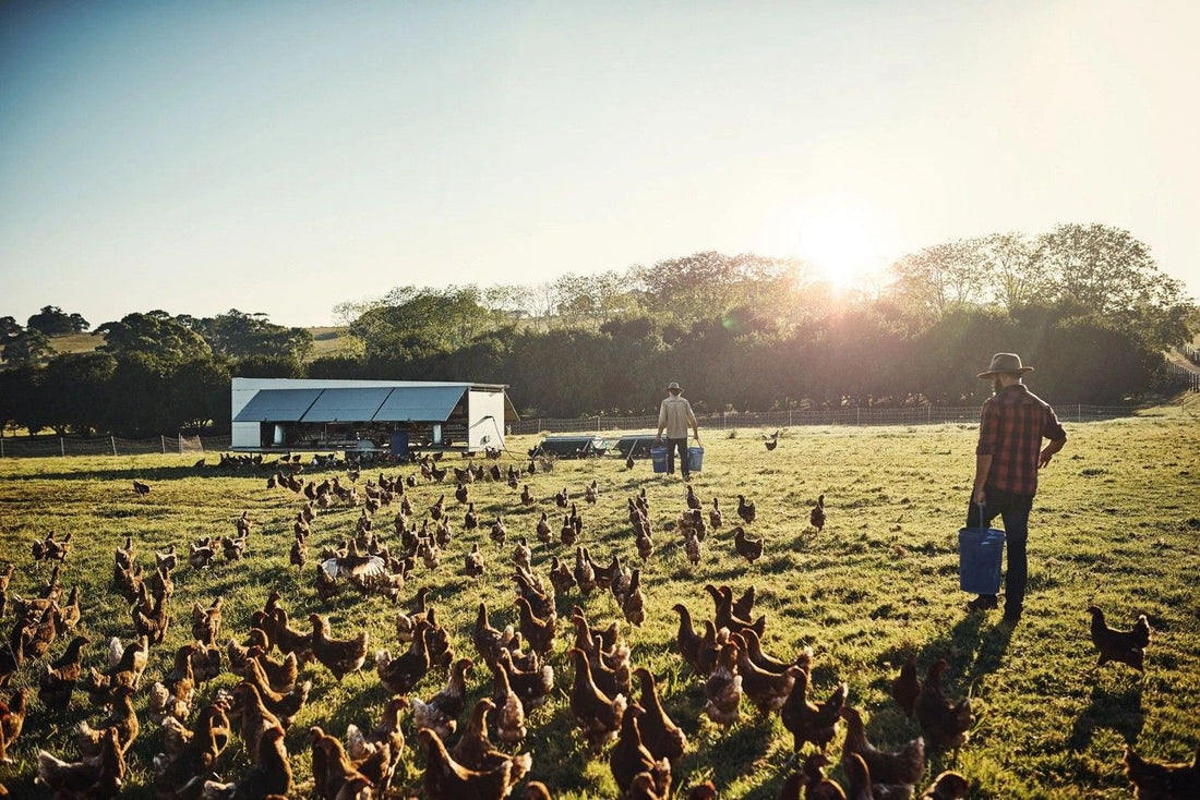 Choosing Proper Poultry Feed from Hatch to Harvest