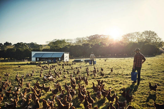 Choosing Proper Poultry Feed from Hatch to Harvest