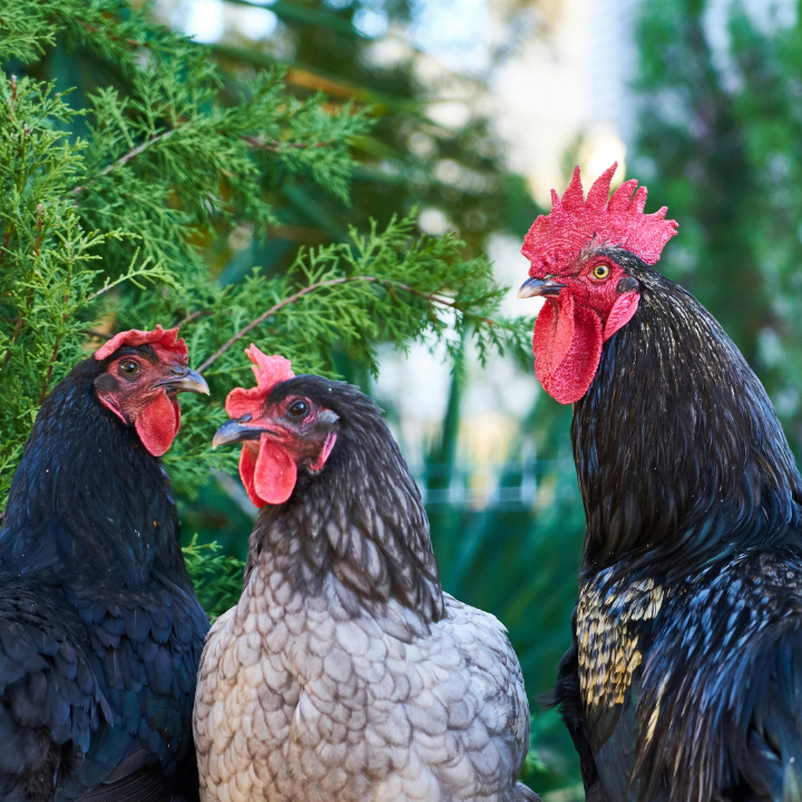 Poultry & Livestock
