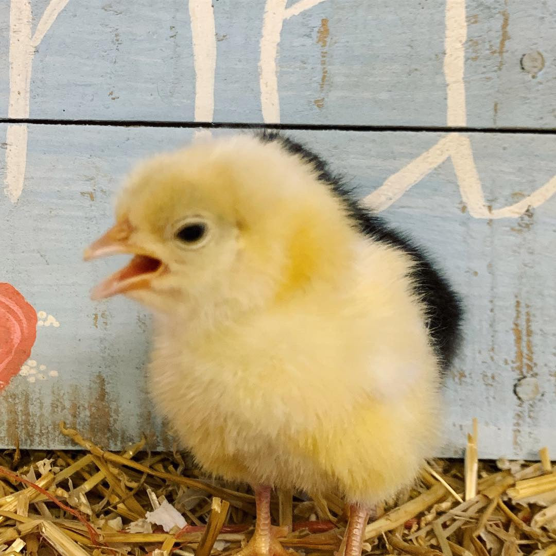 Orpington (English) -WHITE (Female Chick)