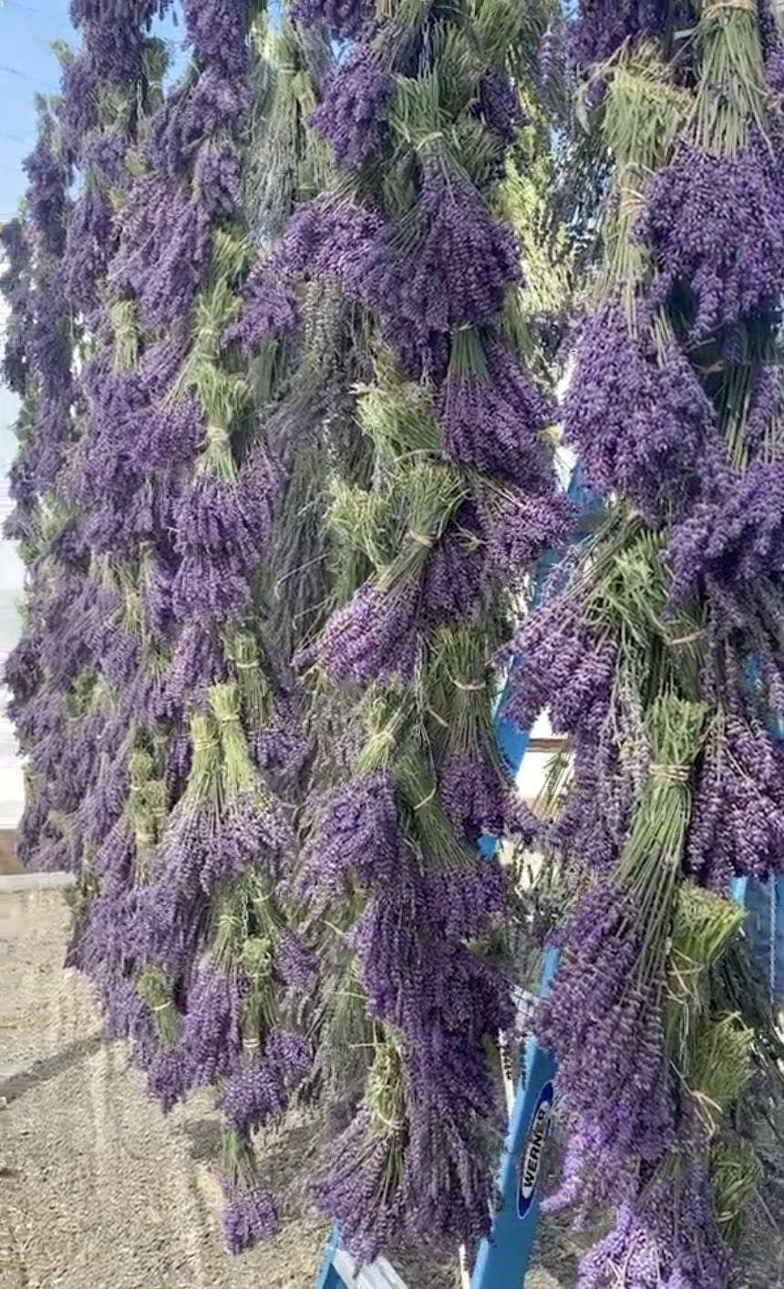 Lavender Mist Whipped Tallow Cream- Grass-Fed