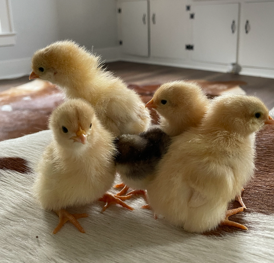 Orpington- JUBILEE chick female