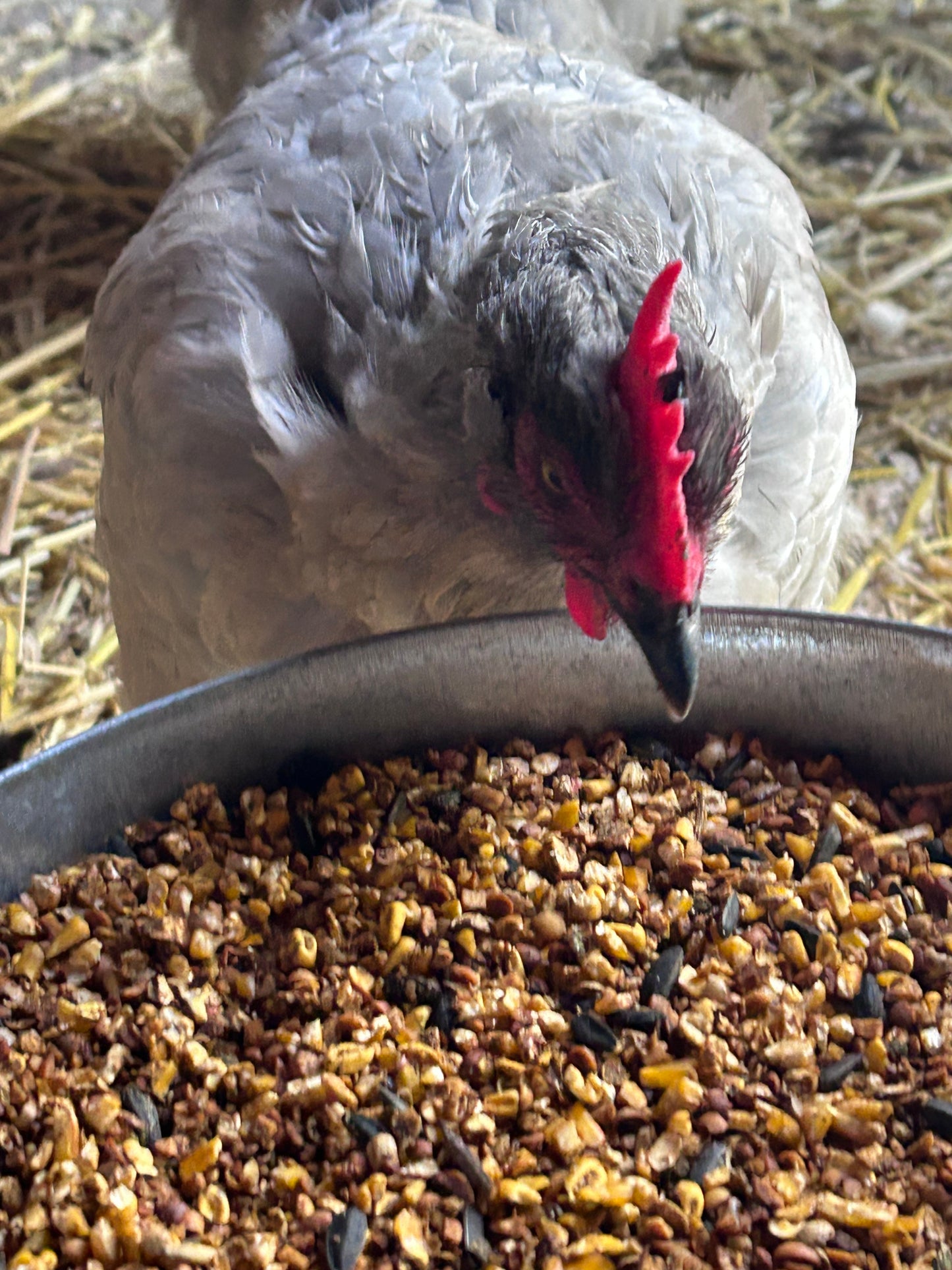 Layin' Large Feed (Local Delivery)