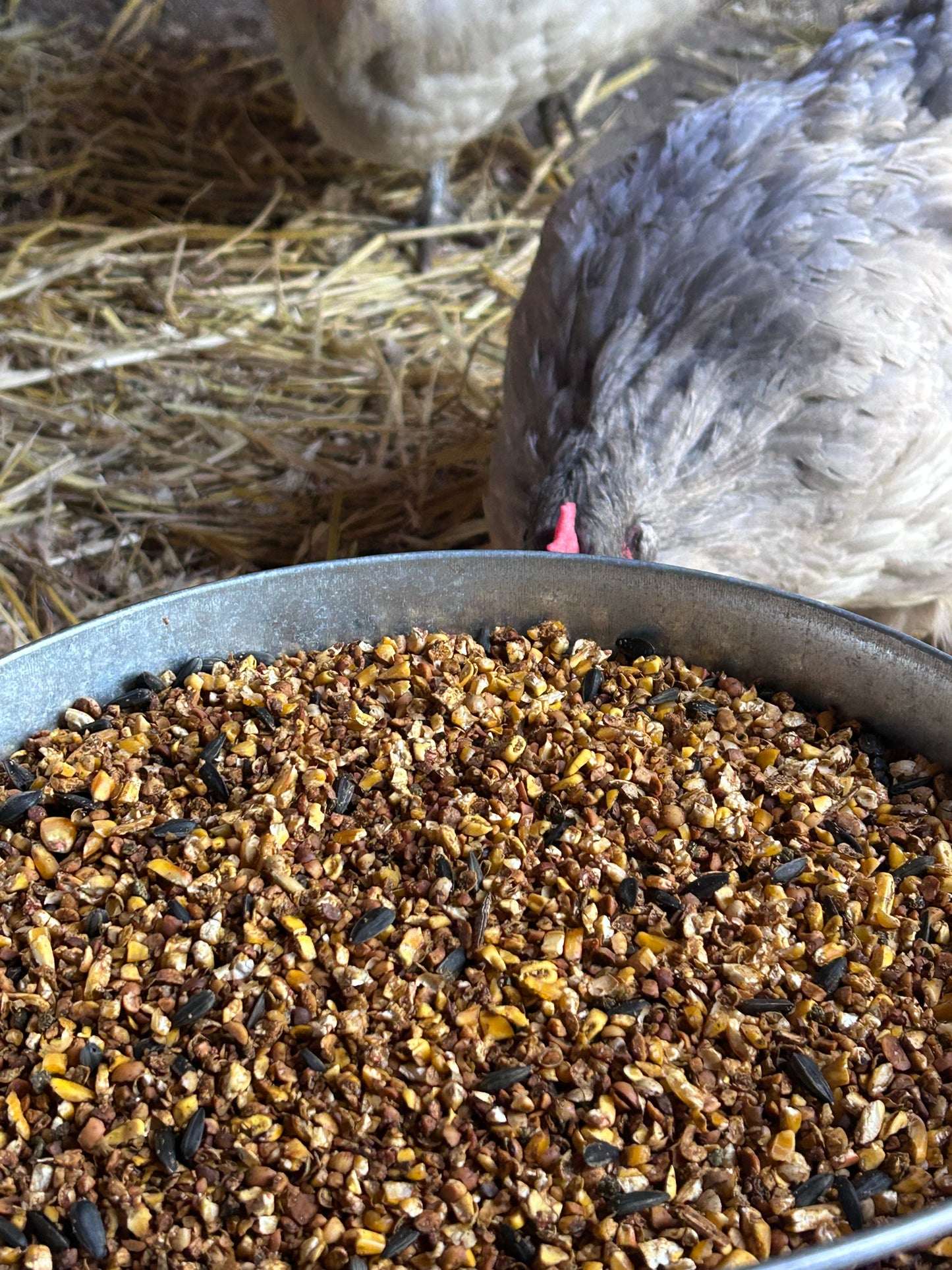 Layin' Large Feed (Local Delivery)
