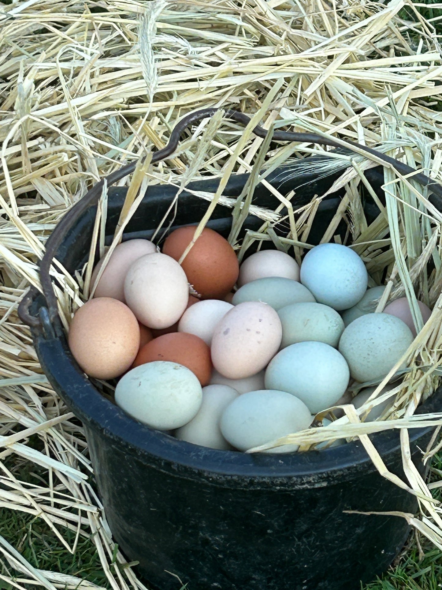 Layin' Large Feed (Local Delivery)