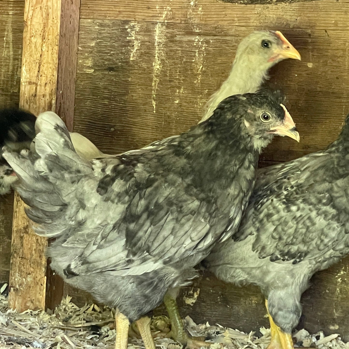 Swedish Bluebar (Pullet)