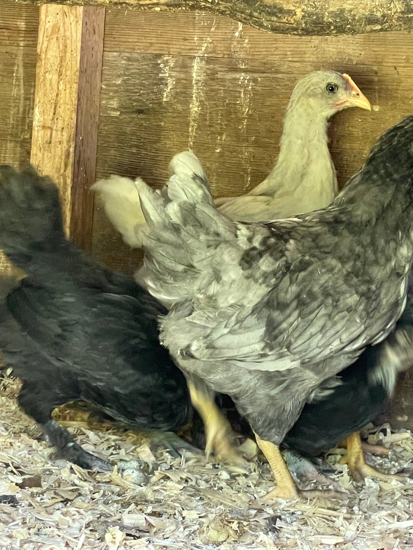 Swedish Bluebar (Pullet)