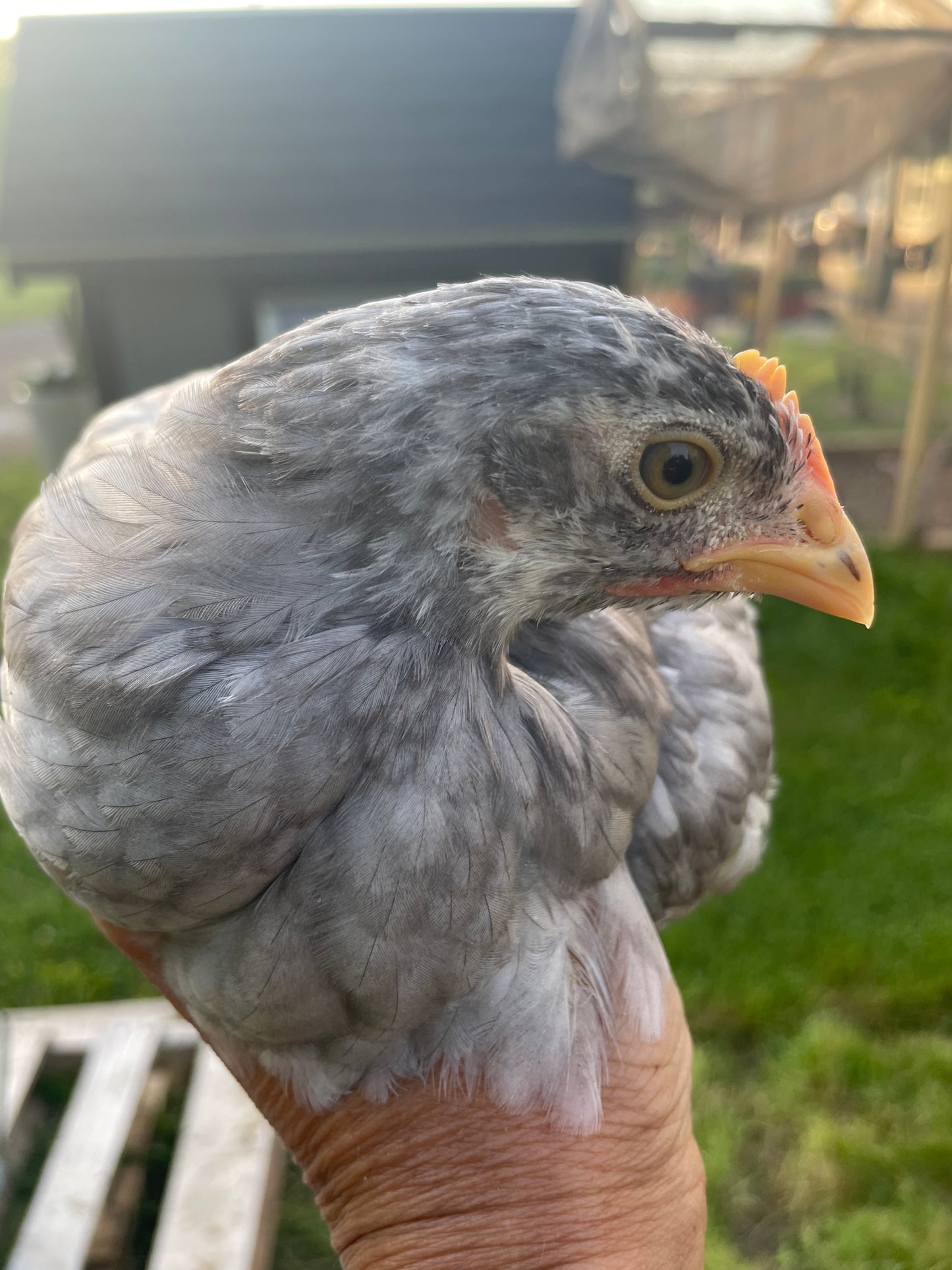 Swedish Bluebar (Pullet)