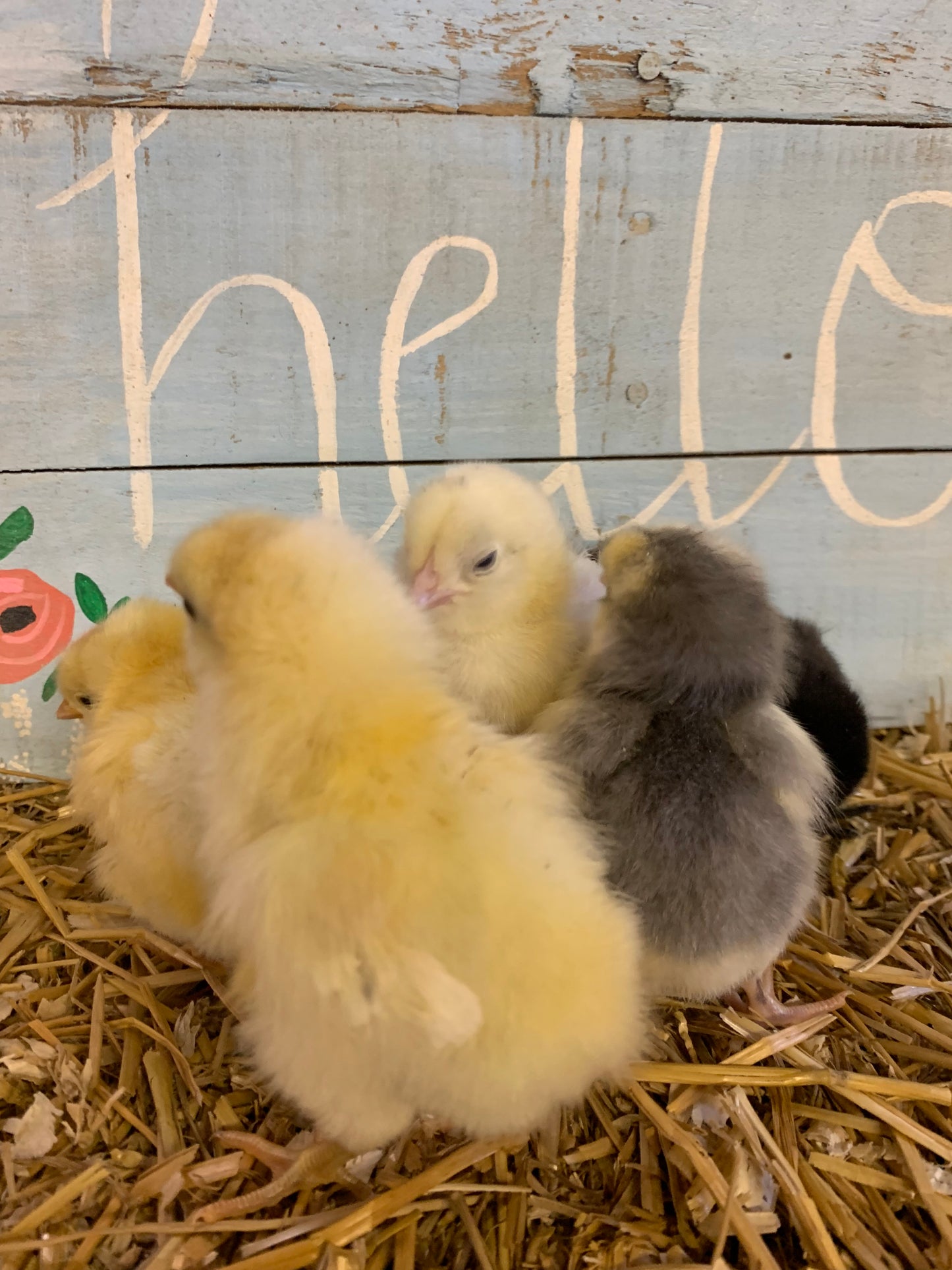 Orpington (English) -WHITE (Female Chick)