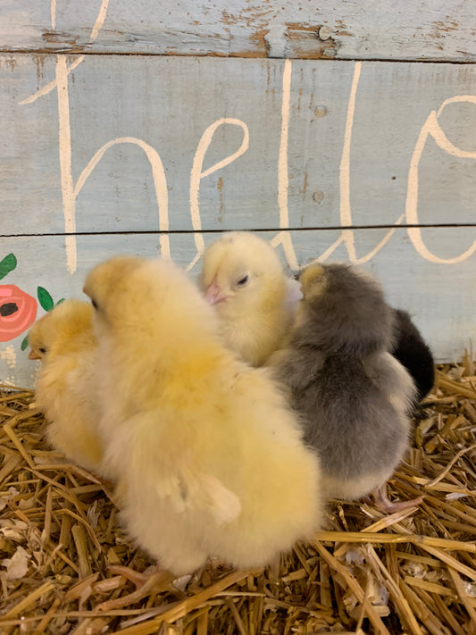 Orpington (English) -WHITE (Female Chick)