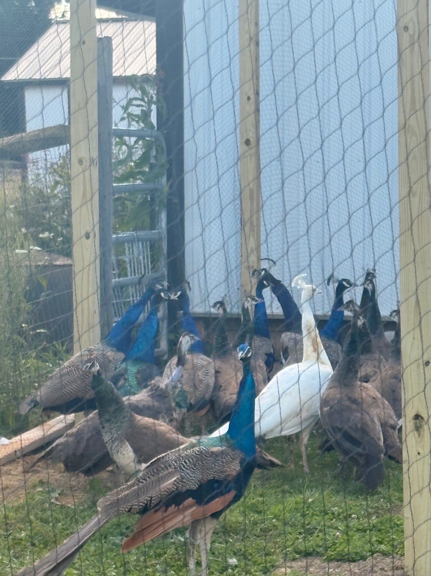 India Blue Peafowl