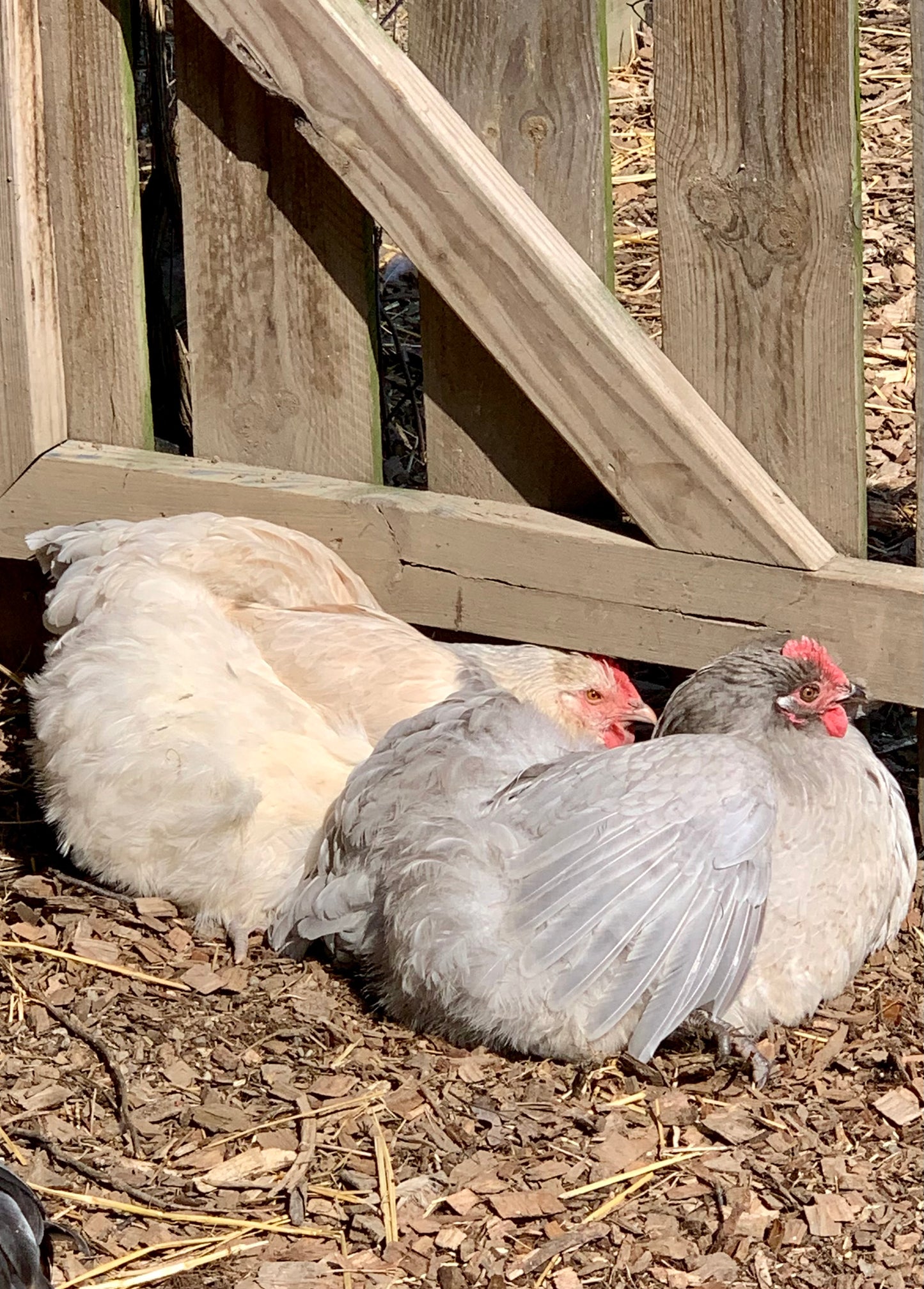 Orpington (English) -WHITE (Female Chick)