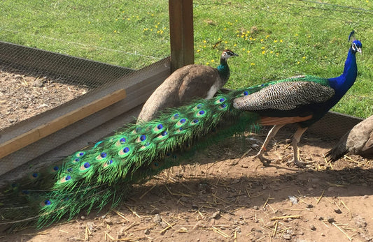 India Blue Peafowl