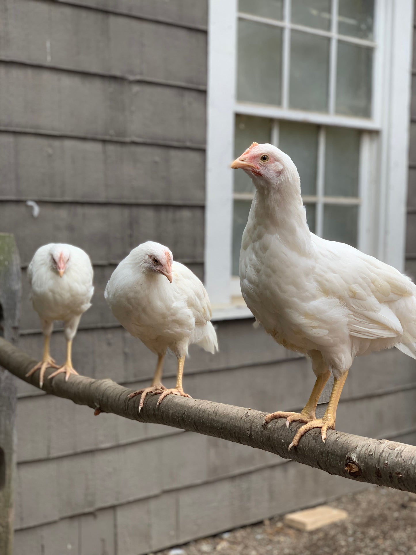 Orpington (English) -WHITE (Female Chick)