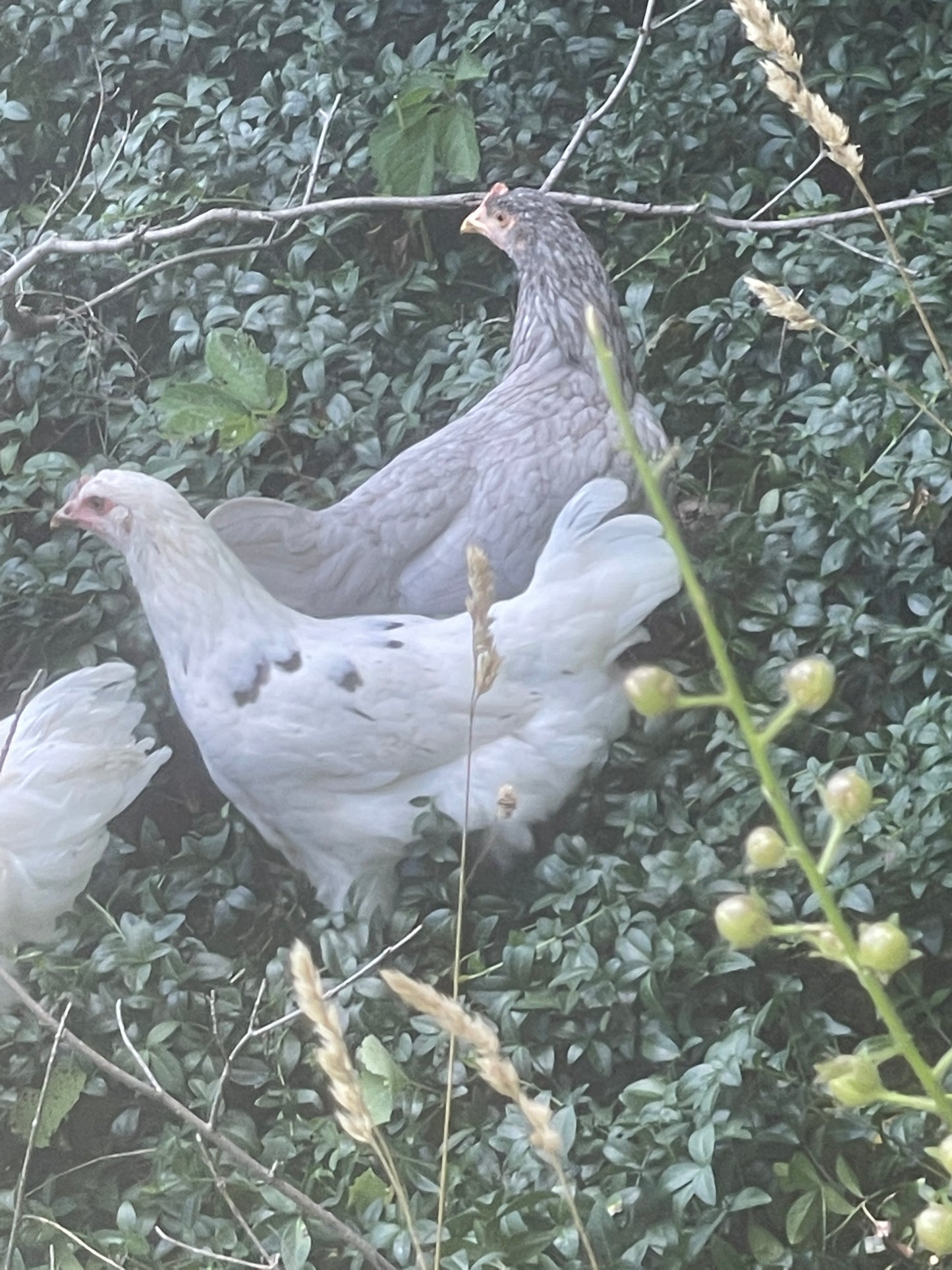 Swedish Bluebar (Pullet)