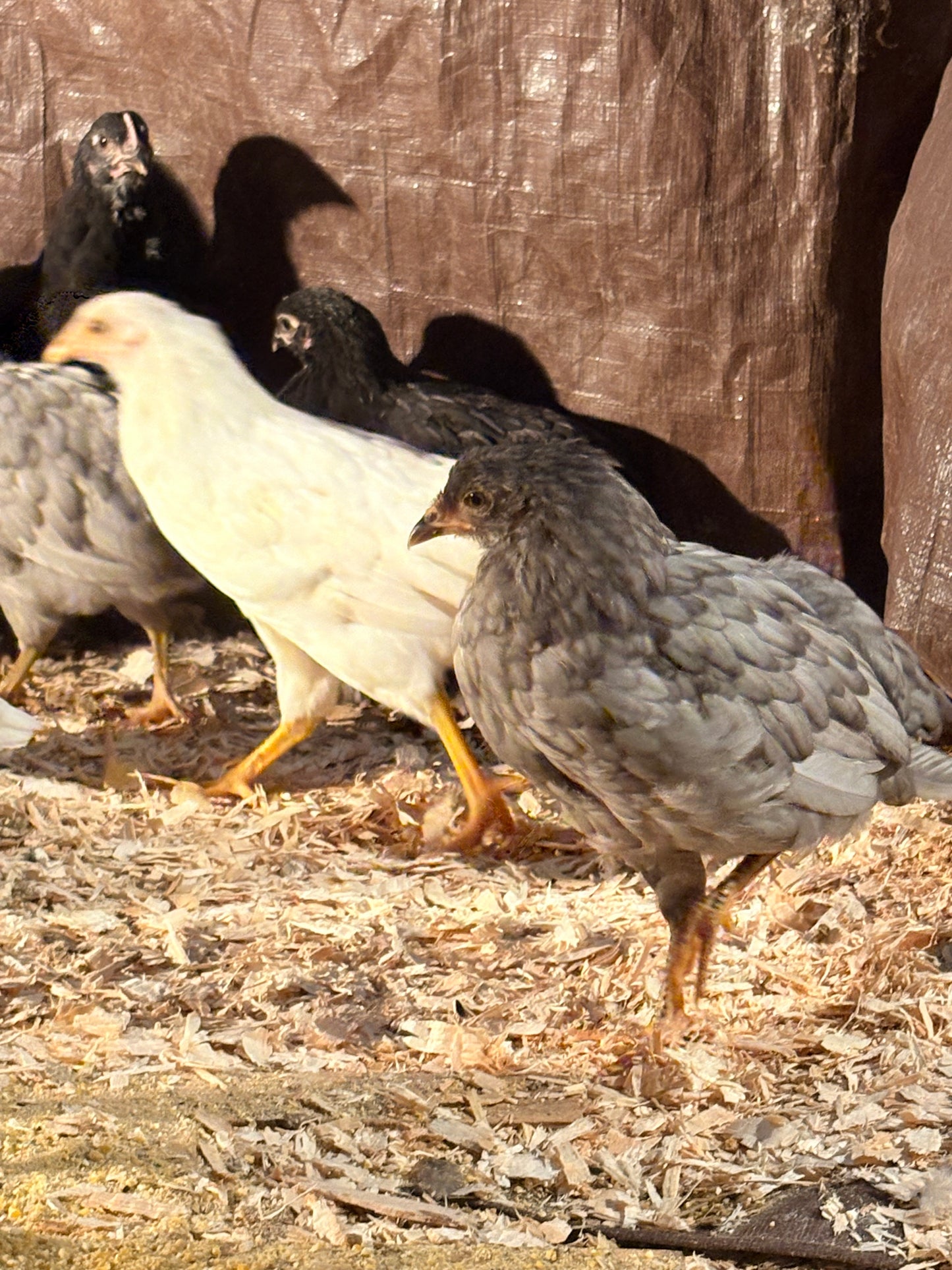 Majestic Marans-  Pullet