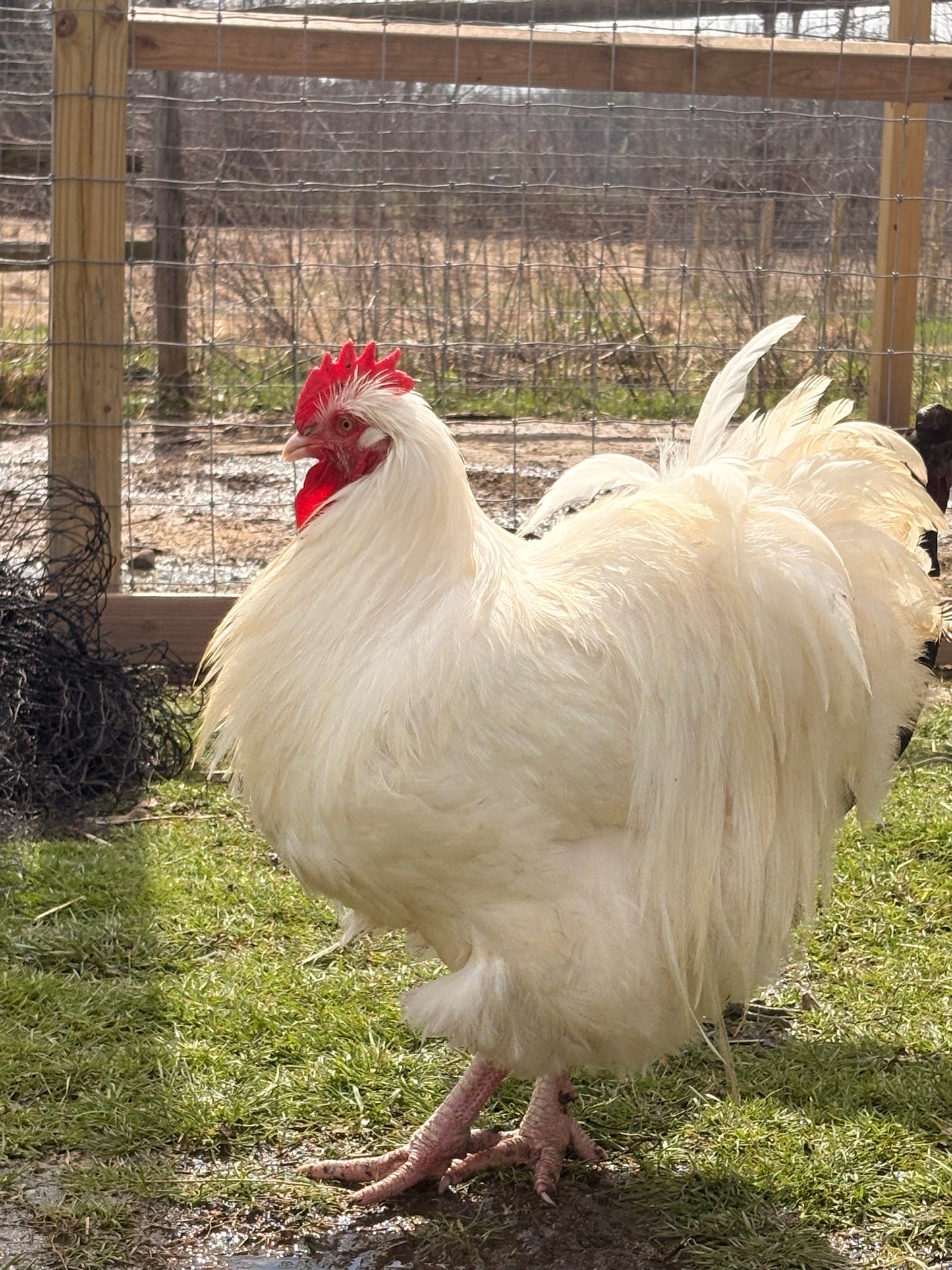 Orpington (English) - WHITE (Pullet)