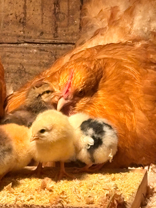 Orpington (English) -Mama & Chicks