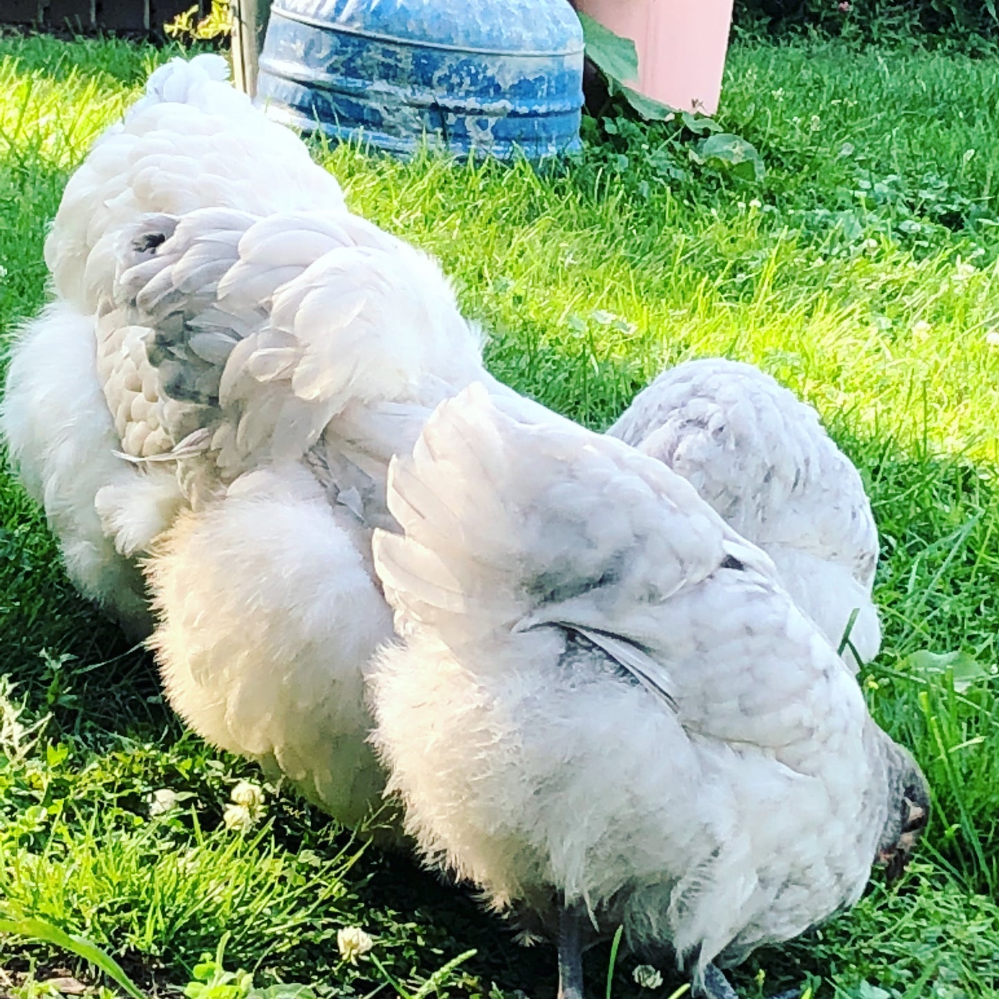 Orpington (English) -WHITE (Female Chick)