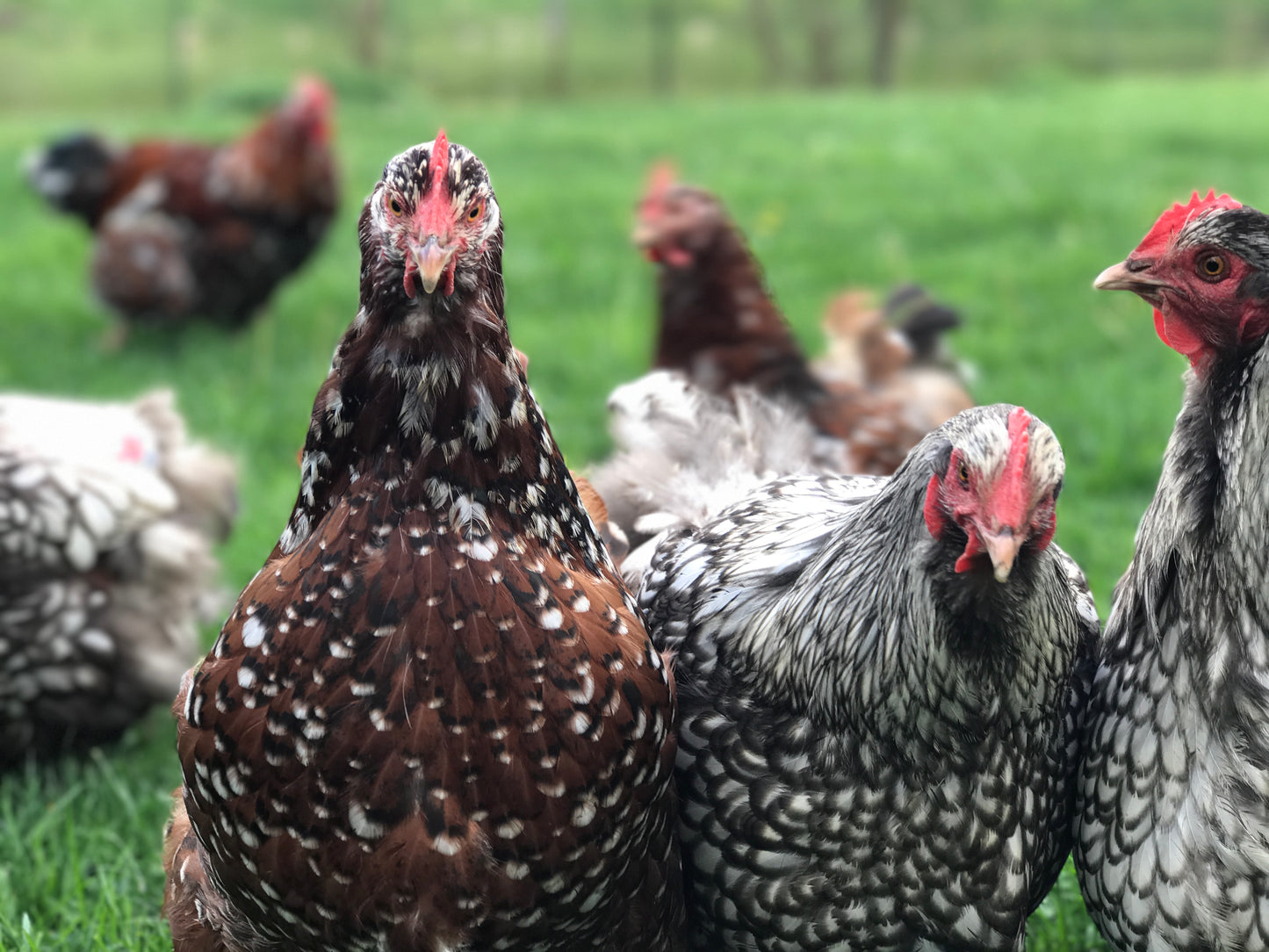 Hatching Eggs (Farm Mix)