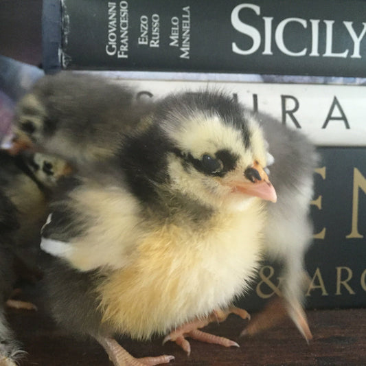 Majestic Marans - Chicks